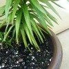 potted plant on carpet