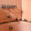 mold and mildew on bathroom tiles