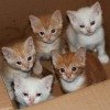 kittens in a box