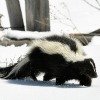 skunk in snow