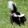 skunk in grass