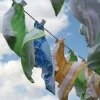 diapers drying on clothes line