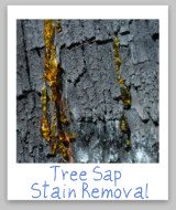 tree sap stains