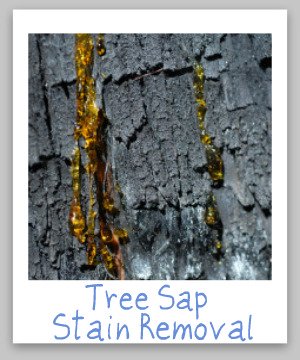 Step by step instructions for tree sap stain removal from clothing, upholstery, carpet, plus hard surfaces like your car {on Stain Removal 101}
