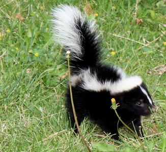 commercial skunk odor remover