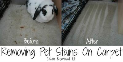 Removing Pet Stains On Carpet Tips